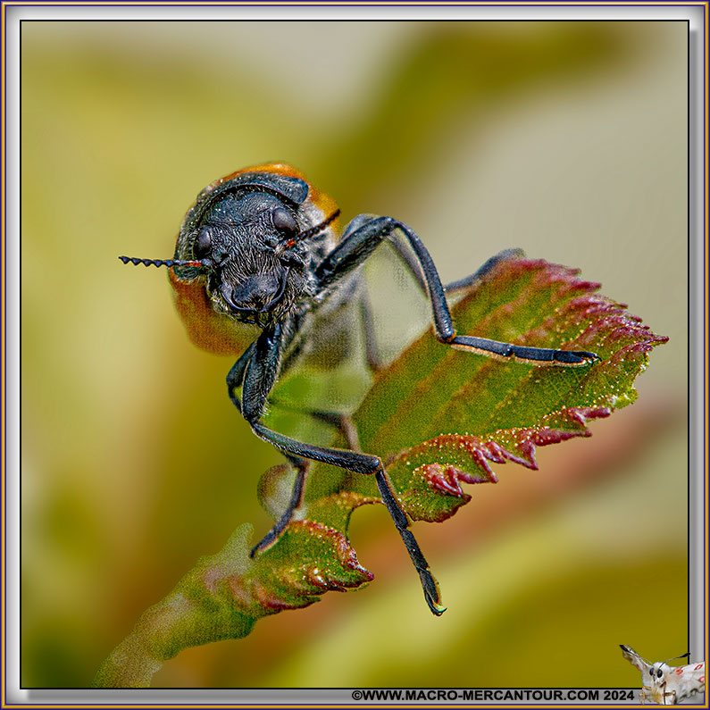 Chrysomelide